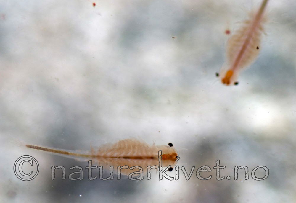 BB 10 0257 / Branchinecta paludosa / Langhalet tusenbeinkreps