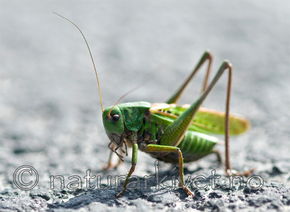 BB 10 0259 / Decticus verrucivorus / Vortebiter
