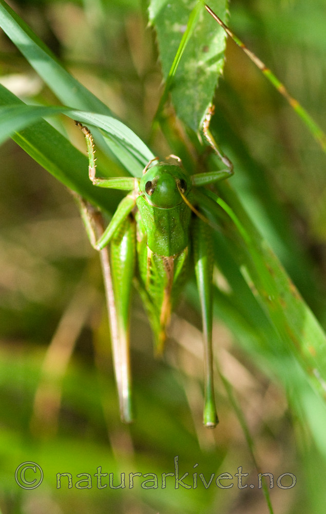 BB 10 0261 / Decticus verrucivorus / Vortebiter