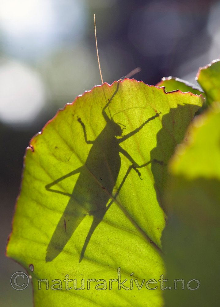 BB 10 0273 / Tettigonia viridissima / Grønn løvgresshoppe