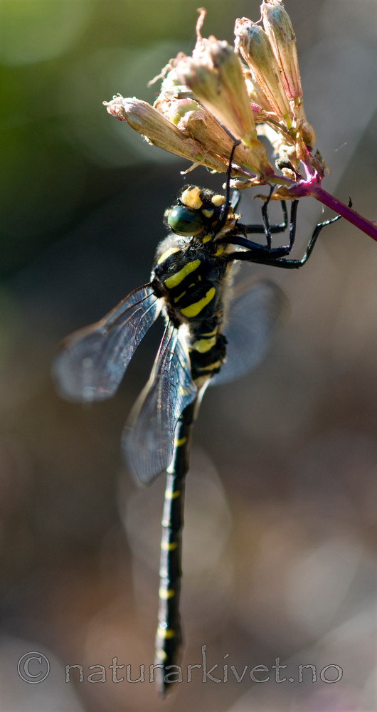 BB 10 0277 / Viscaria vulgaris / Engtjæreblom