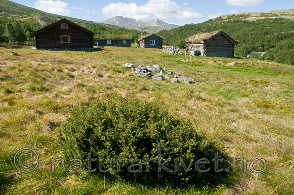 BB 10 0286 / Juniperus communis / Einer