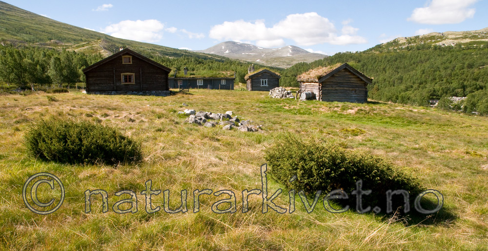 BB 10 0289 / Juniperus communis / Einer