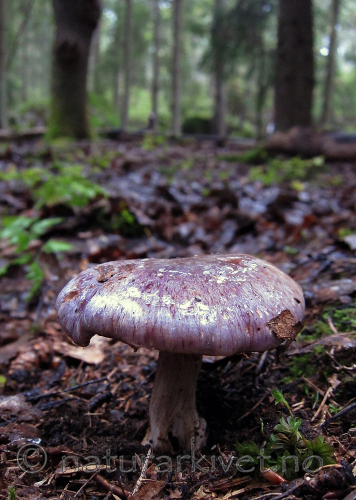 BB 10 0297 / Cortinarius cumatilis / Praktslørsopp