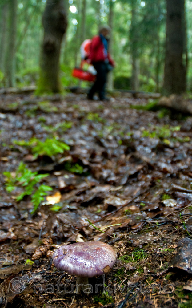 BB 10 0298 / Cortinarius cumatilis / Praktslørsopp
