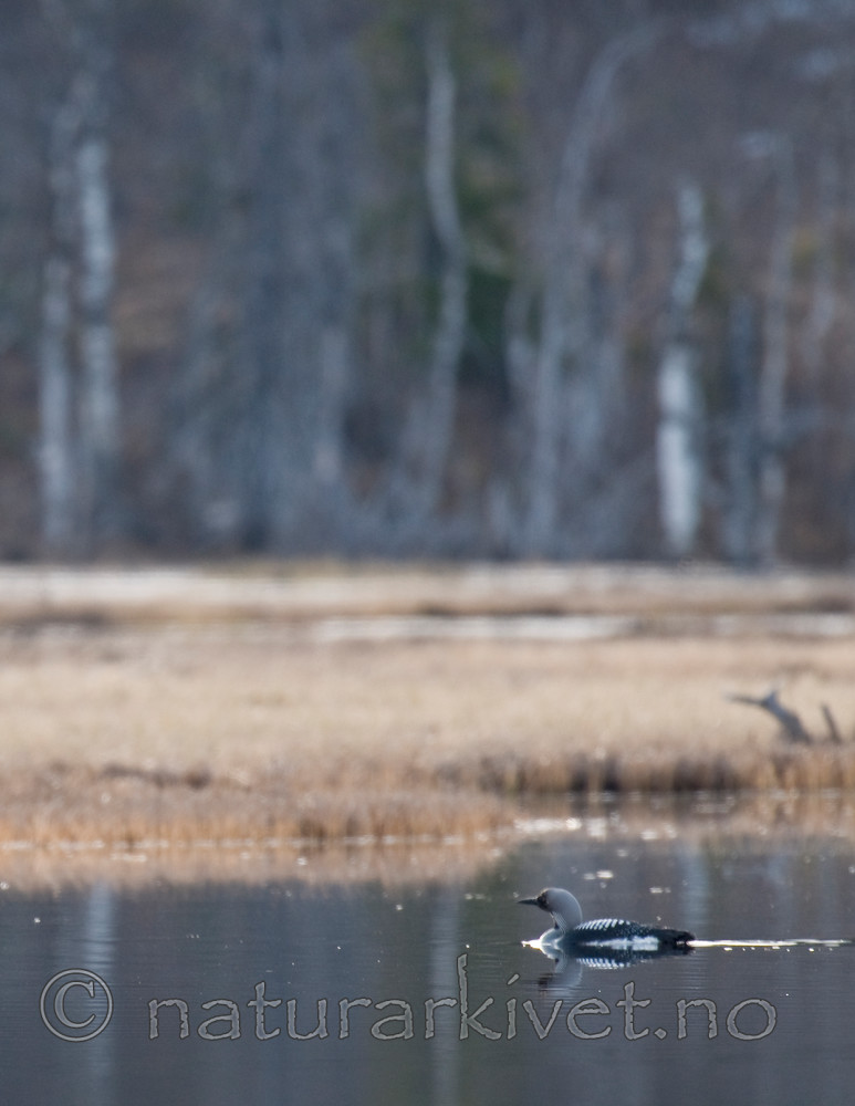 BB 10 0302 / Gavia arctica / Storlom