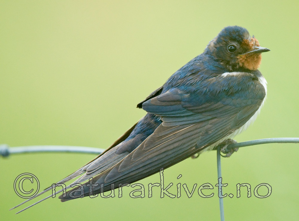 BB 10 0303 / Hirundo rustica / Låvesvale