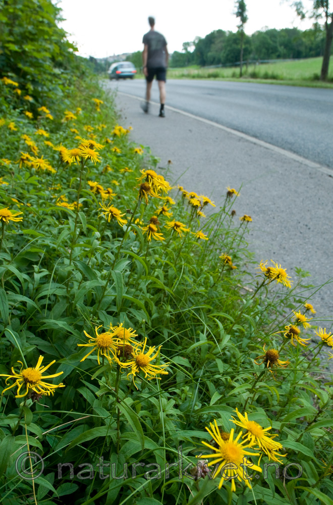 BB 10 0304 / Inula salicina / Krattalant