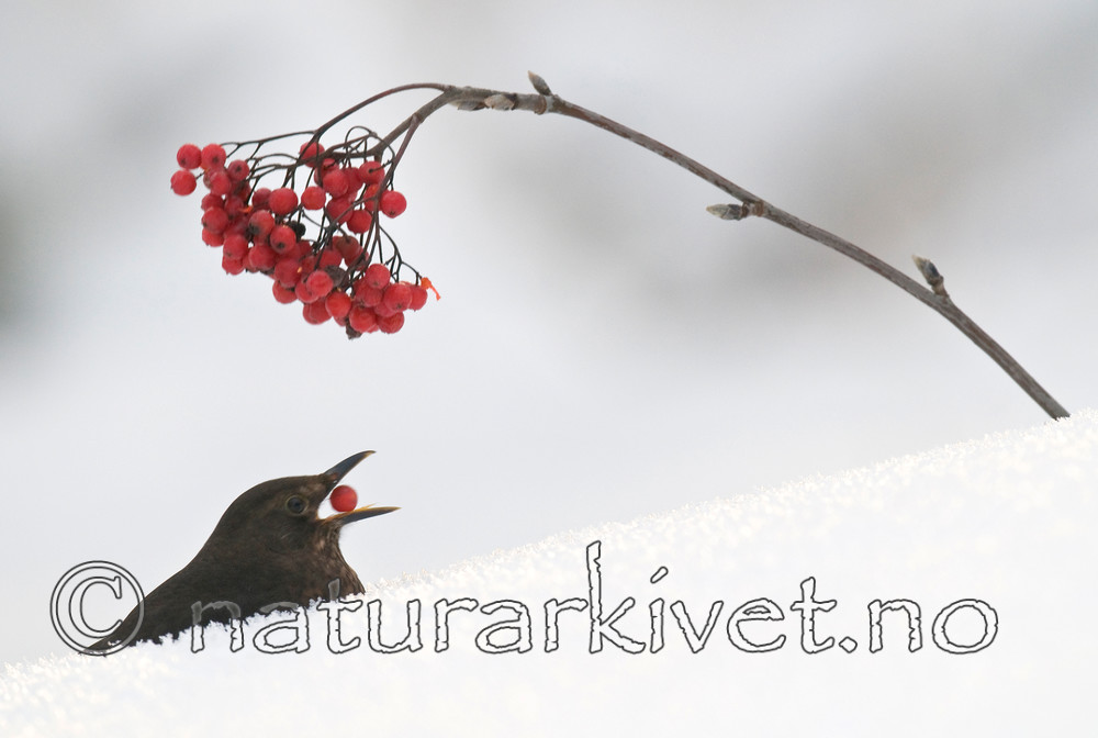BB 10 0318 / Sorbus aucuparia / Rogn <br /> Turdus merula / Svarttrost