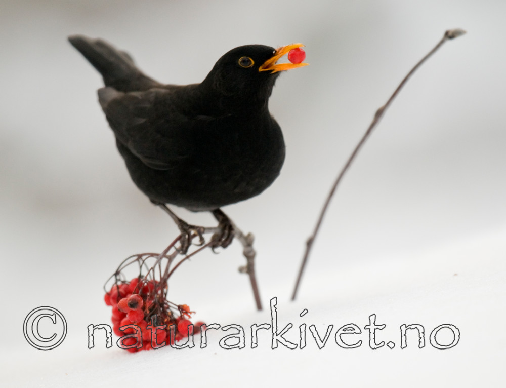 BB 10 0319 / Sorbus aucuparia / Rogn <br /> Turdus merula / Svarttrost