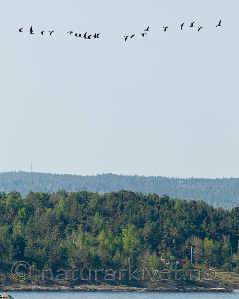 BB 10 0321 / Anser brachyrhynchus / Kortnebbgås