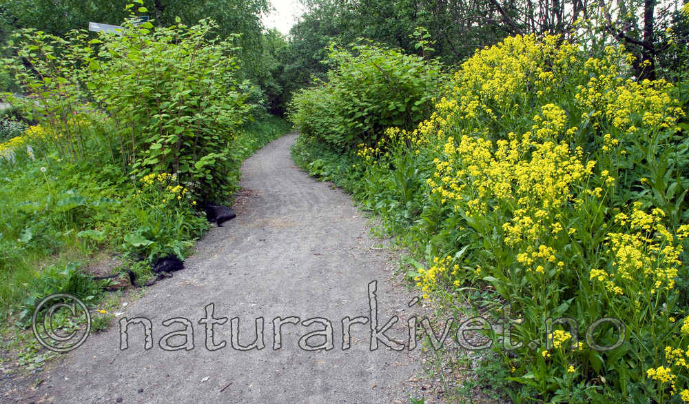 BB 10 0323 / Bunias orientalis / Russekål <br /> Reynoutria japonica / Parkslirekne