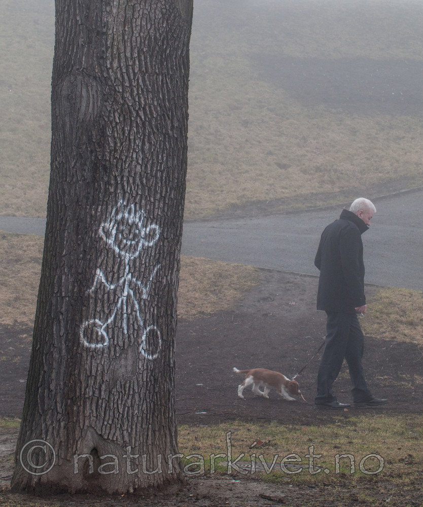 BB 10 0326 / Canis lupus familiaris / Hund