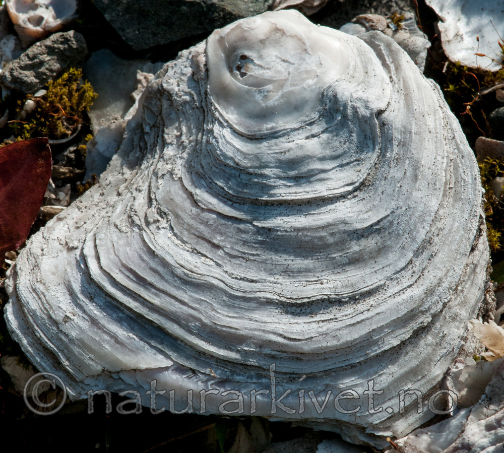 BB 10 0331 / Ostrea edulis / østers