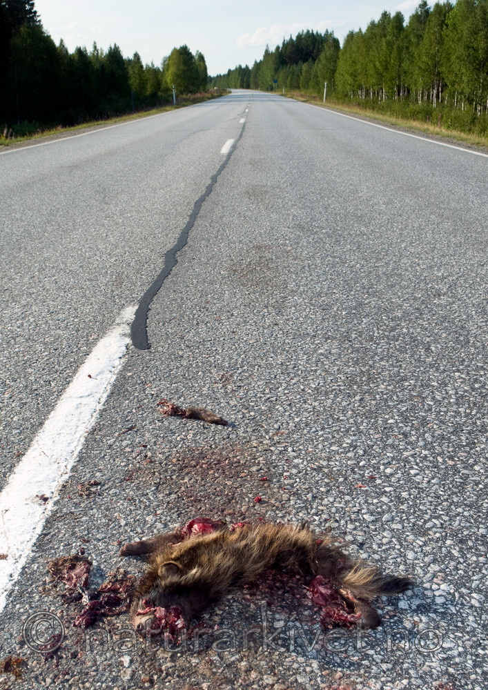 BB 10 0332 / Nyctereutes procyonoides / Mårhund