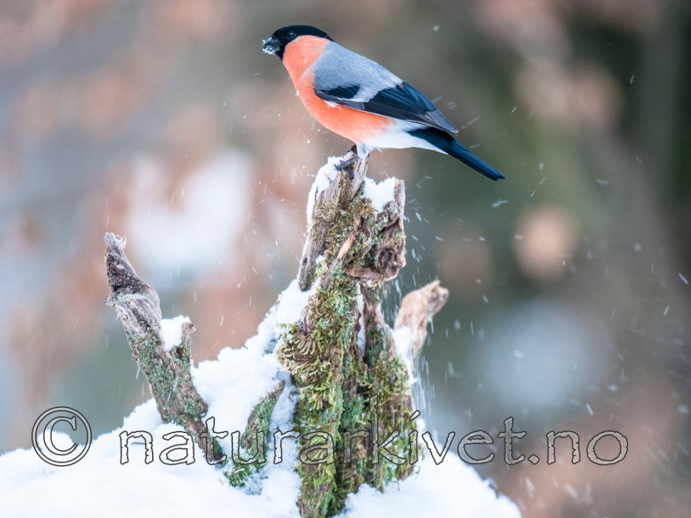 BB 10 0336 / Pyrrhula pyrrhula / Dompap <br /> Sorbus aucuparia / Rogn