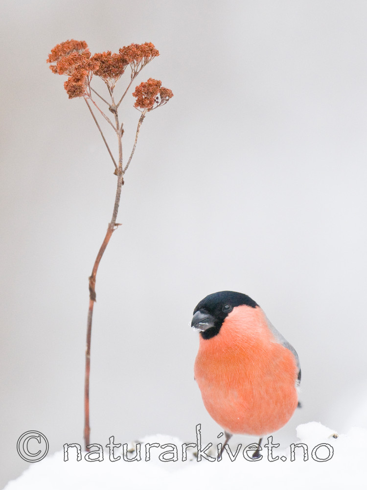 BB 10 0337 / Pyrrhula pyrrhula / Dompap <br /> Sorbus aucuparia / Rogn