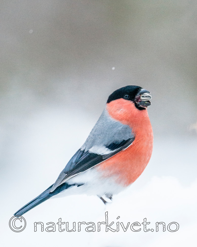 BB 10 0338 / Helianthus annuus / Solsikke <br /> Pyrrhula pyrrhula / Dompap <br /> Sorbus aucuparia / Rogn