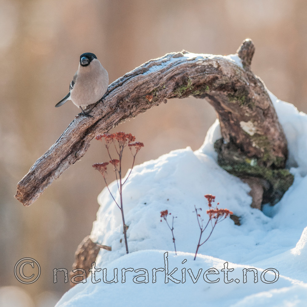 BB 10 0339 / Pyrrhula pyrrhula / Dompap <br /> Sorbus aucuparia / Rogn