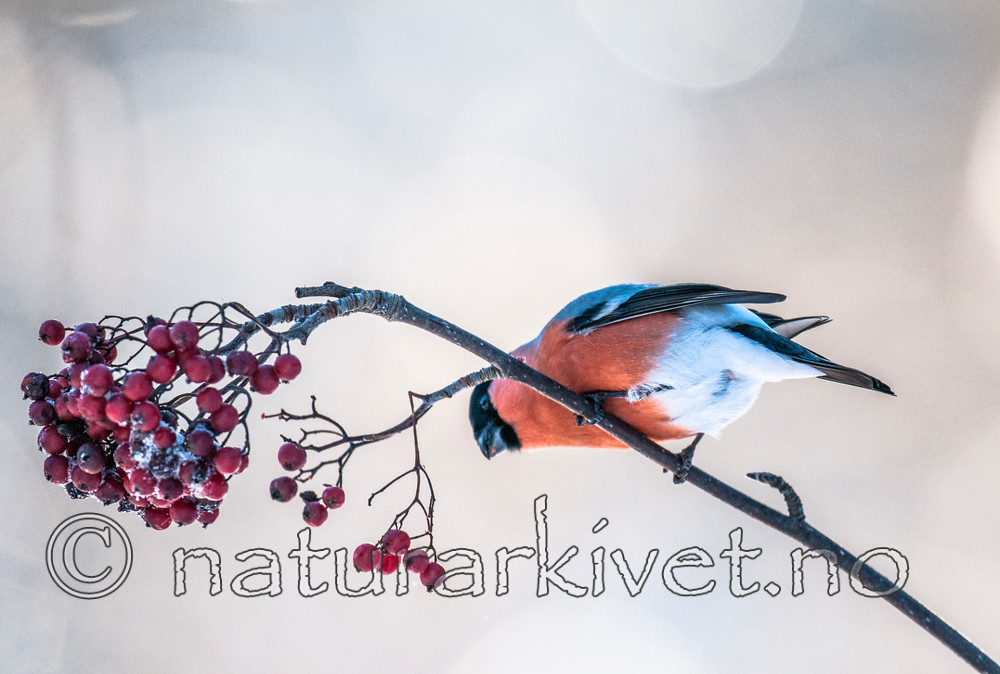 BB 10 0343 / Pyrrhula pyrrhula / Dompap <br /> Sorbus aucuparia / Rogn