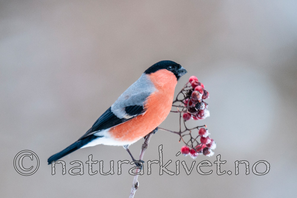 BB 10 0344 / Pyrrhula pyrrhula / Dompap <br /> Sorbus aucuparia / Rogn