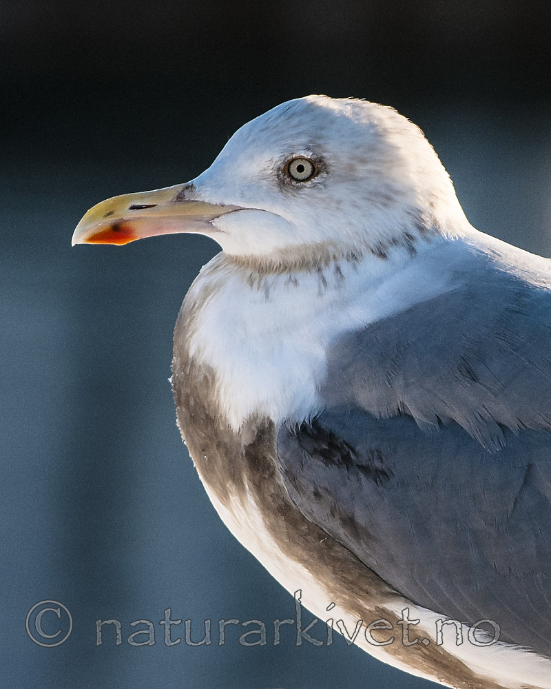 BB 10 0346 / Larus argentatus / Gråmåke