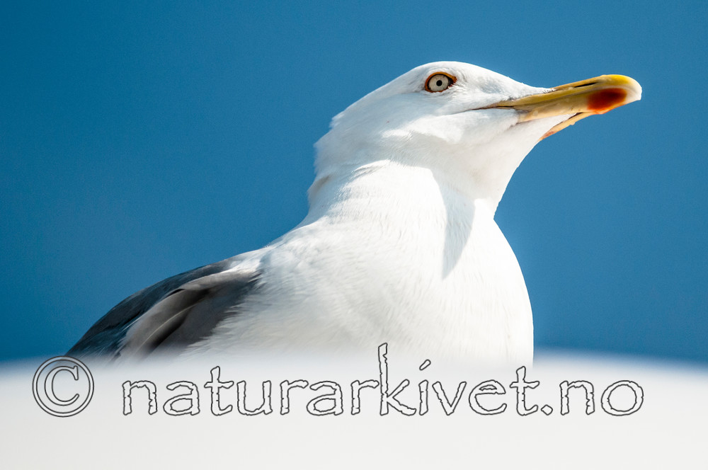 BB 10 0347 / Larus argentatus / Gråmåke