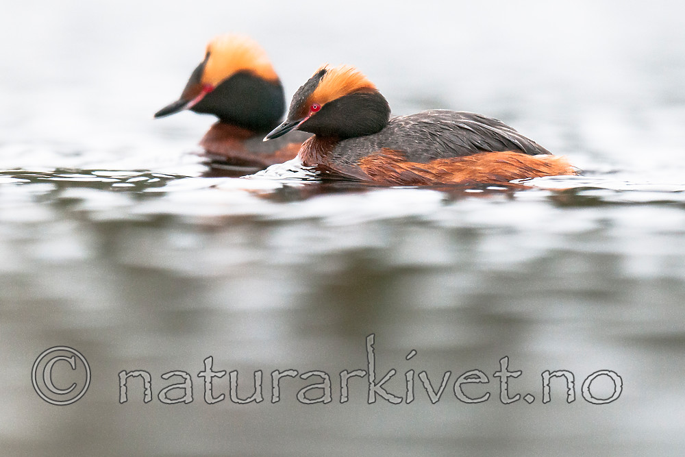 BB 10 0353 / Podiceps auritus / Horndykker