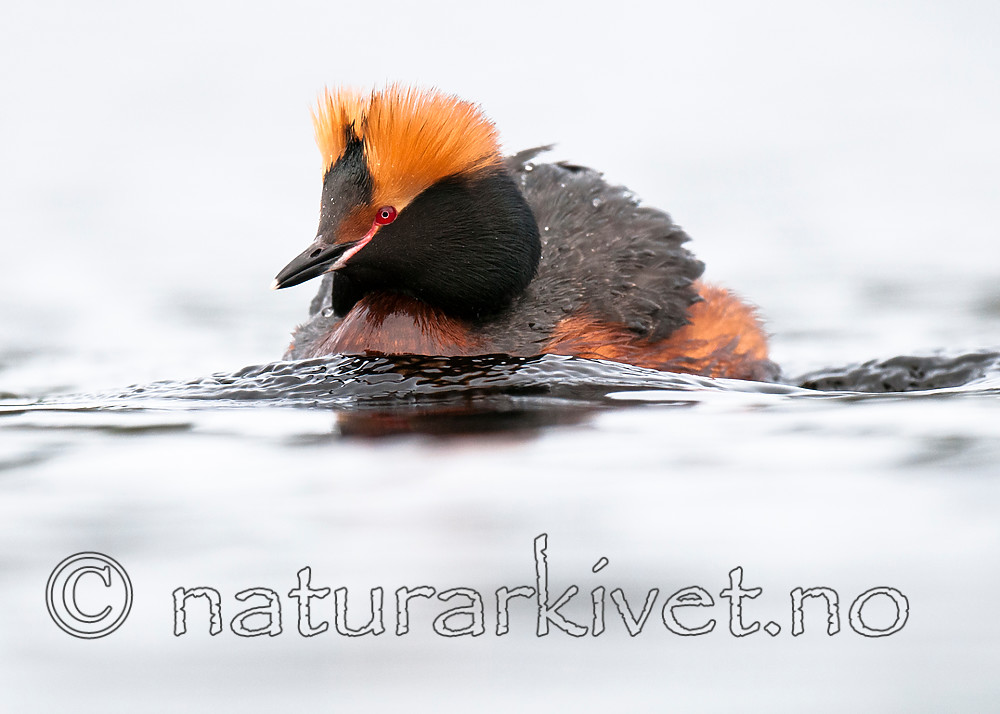 BB 10 0356 / Podiceps auritus / Horndykker