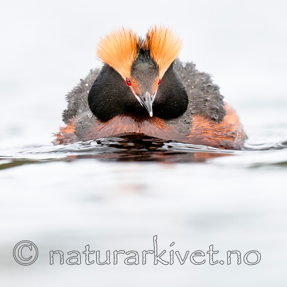 BB 10 0357 / Podiceps auritus / Horndykker