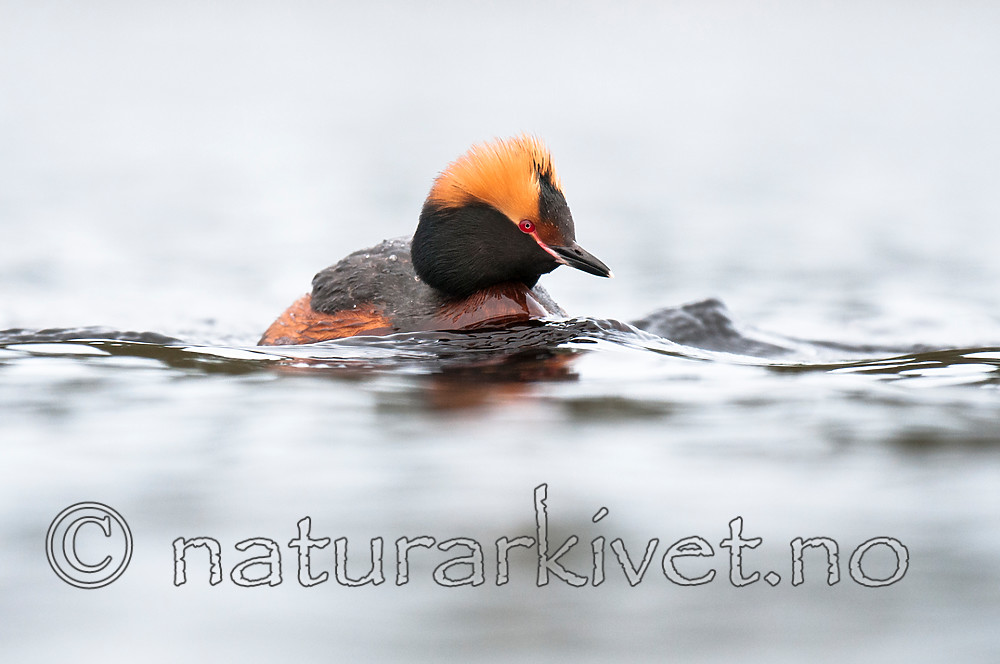 BB 10 0361 / Podiceps auritus / Horndykker
