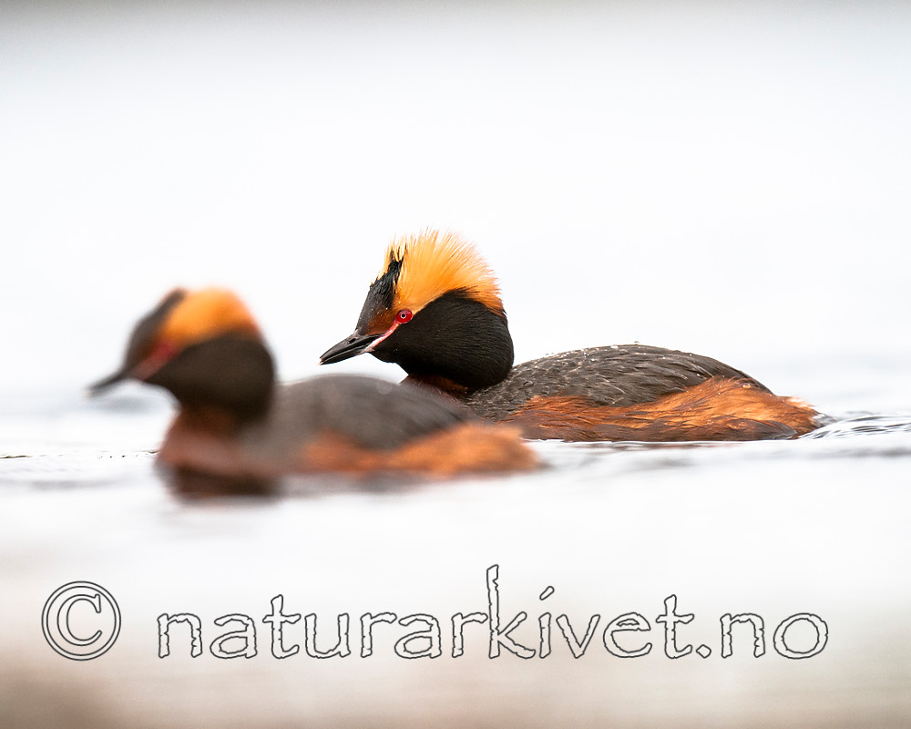 BB 10 0363 / Podiceps auritus / Horndykker