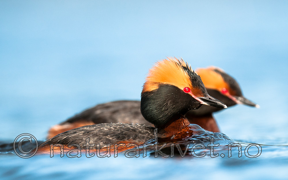 BB 10 0367 / Podiceps auritus / Horndykker