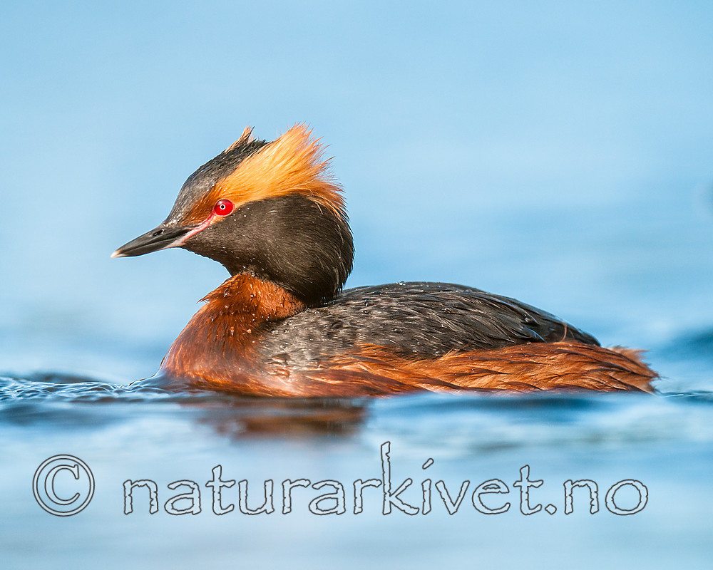 BB 10 0373 / Podiceps auritus / Horndykker