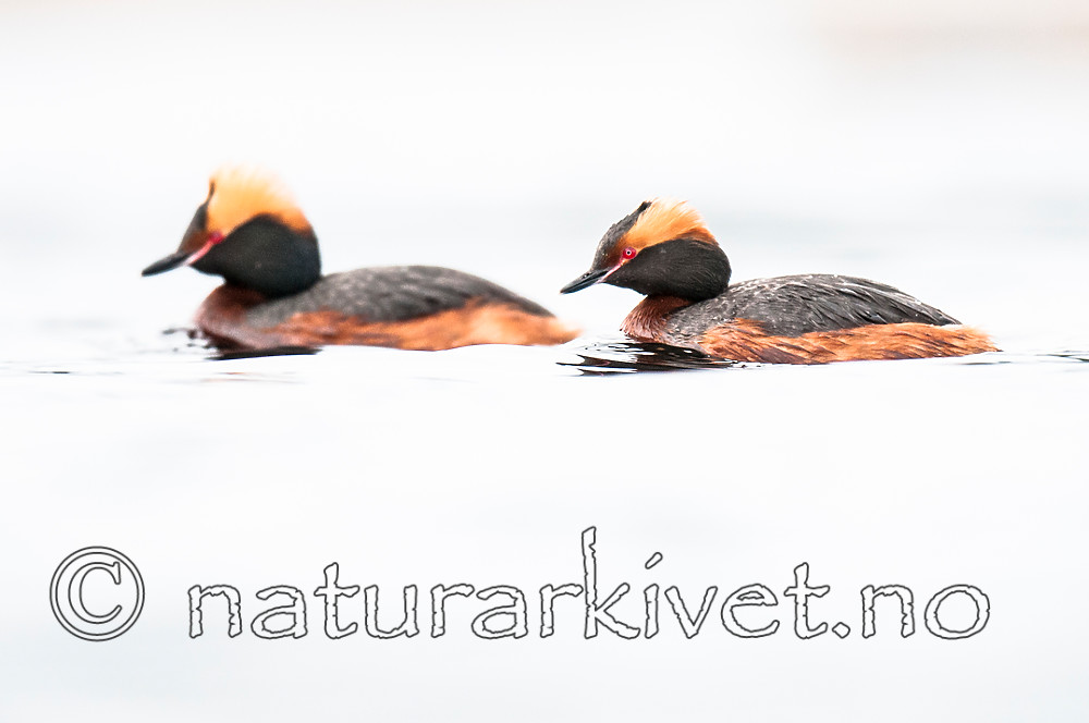 BB 10 0376 / Podiceps auritus / Horndykker