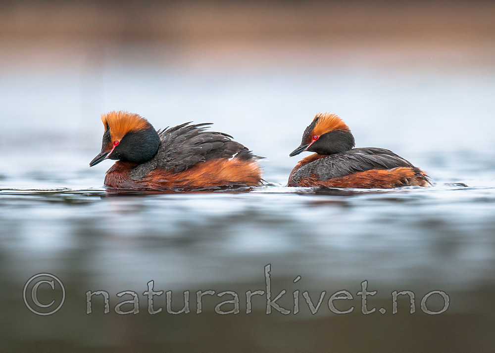 BB 10 0377 / Podiceps auritus / Horndykker