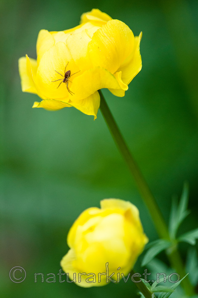 BB 10 0382 / Dolomedes fimbriatus <br /> Trollius europaeus / Ballblom