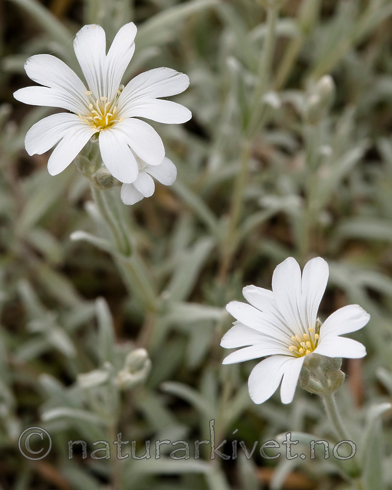 BB 10 0390 / Cerastium biebersteinii / Sølvarve