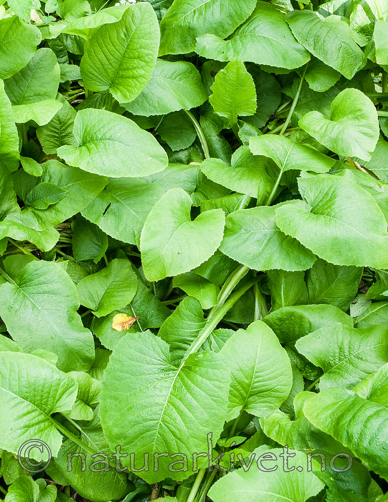 BB 10 0394 / Cicerbita macrophylla / Kjempeturt <br /> Cicerbita macrophylla uralensis / Kjempeturt