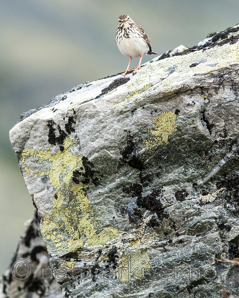 BB 10 0397 / Anthus pratensis / Heipiplerke