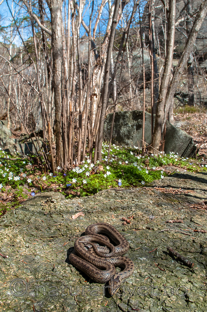 BB 10 0399 / Coronella austriaca / Slettsnok