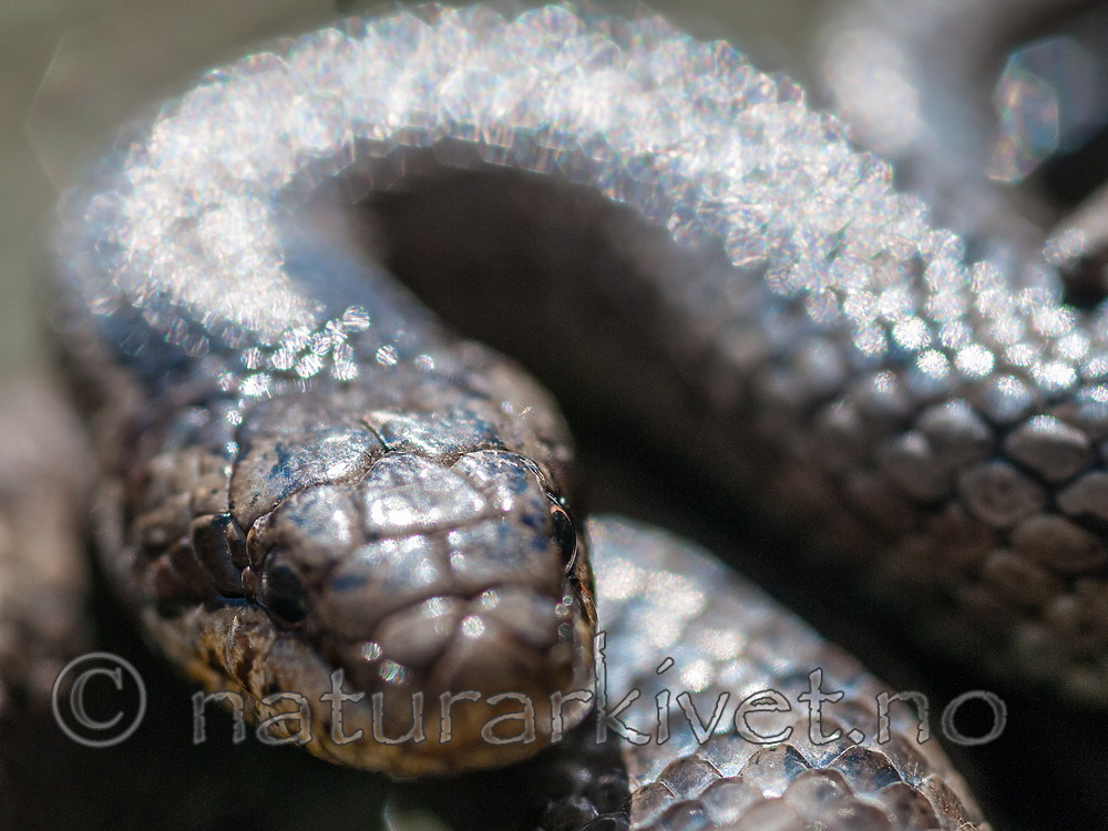 BB 10 0400 / Coronella austriaca / Slettsnok