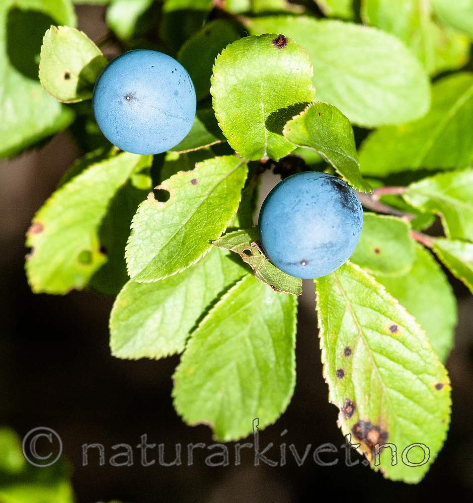 BB 10 0401 / Prunus spinosa / Slåpetorn