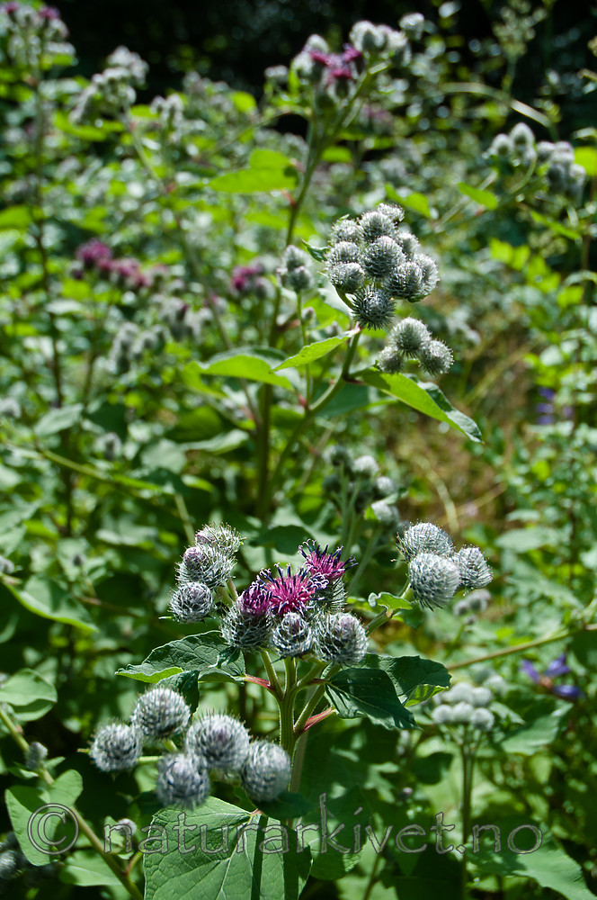 BB 10 0403 / Arctium tomentosum / Ullborre