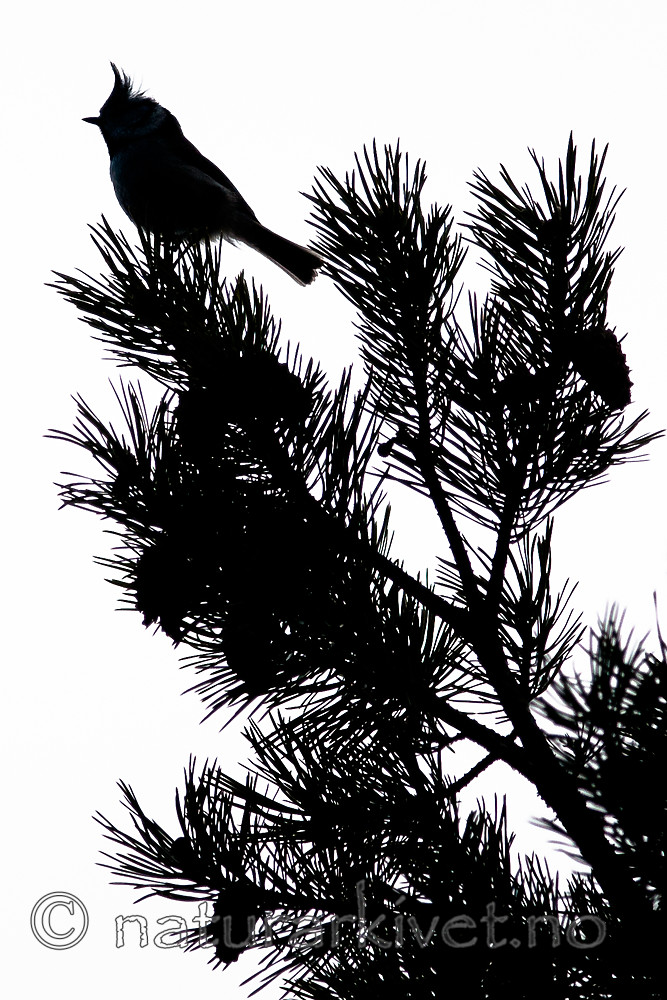 BB 10 0405 / Lophophanes cristatus / Toppmeis