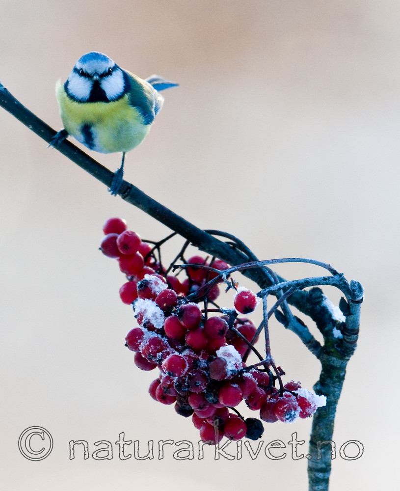 BB 10 0408 / Cyanistes caeruleus / Blåmeis <br /> Sorbus aucuparia / Rogn