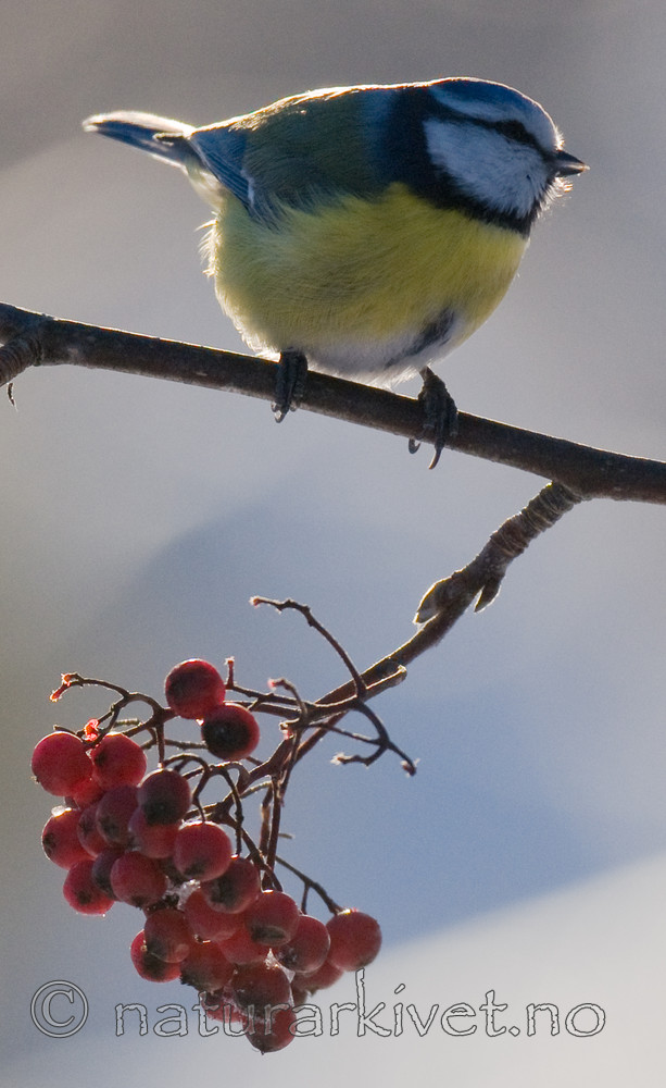 BB 10 0409 / Cyanistes caeruleus / Blåmeis <br /> Sorbus aucuparia / Rogn
