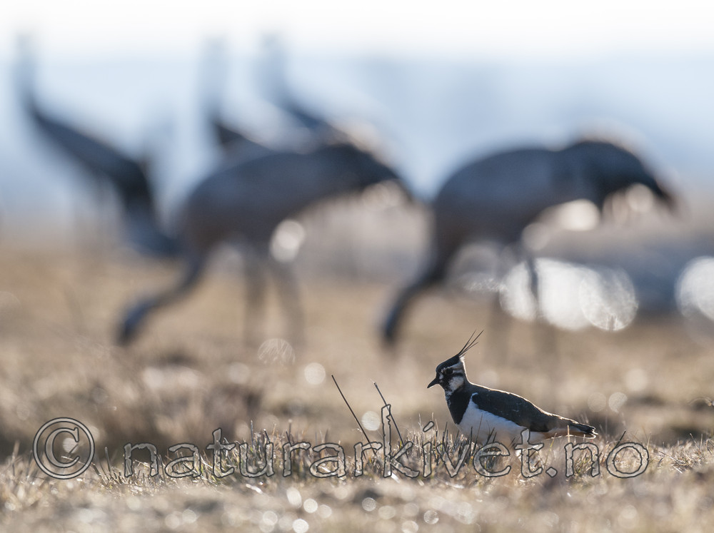 BB 10 0416 / Vanellus vanellus / Vipe