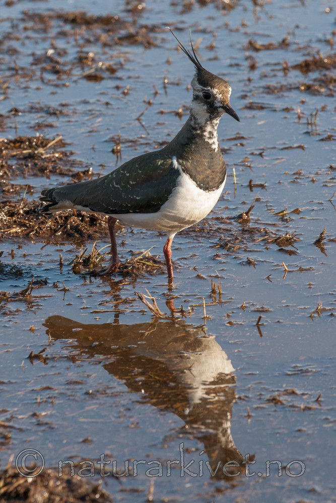 BB 10 0417 / Vanellus vanellus / Vipe