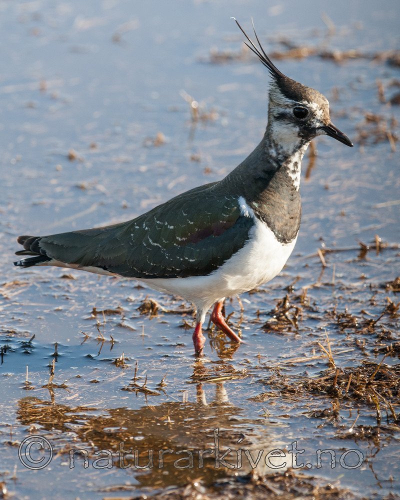 BB 10 0418 / Vanellus vanellus / Vipe